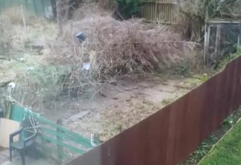 Plaga gigantycznych szczurów w Kitts Green