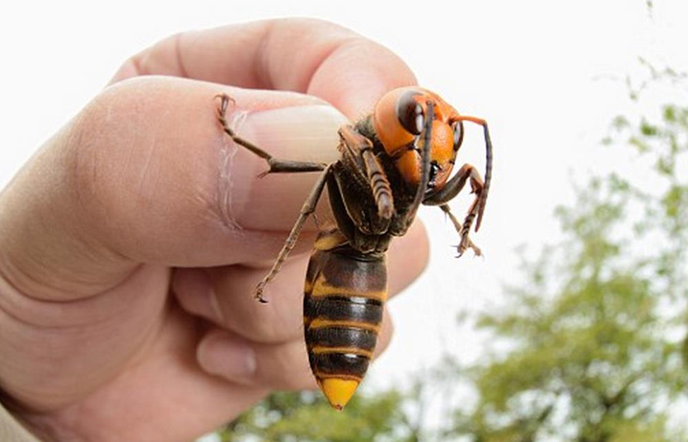 Szerszenie azjatyckie zagrażają Wielkiej Brytanii