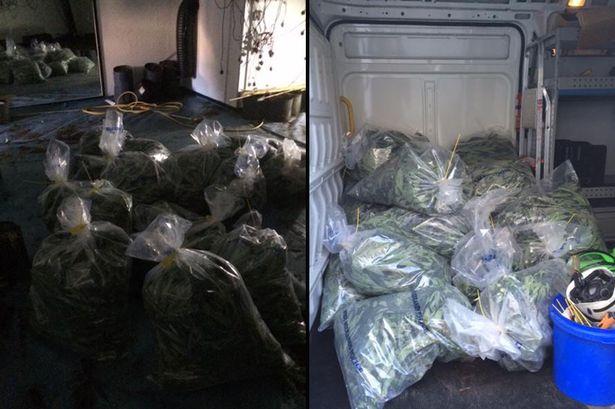 Ogromna plantacja marihuany w Smethwick – policja zatrzymała dwie osoby