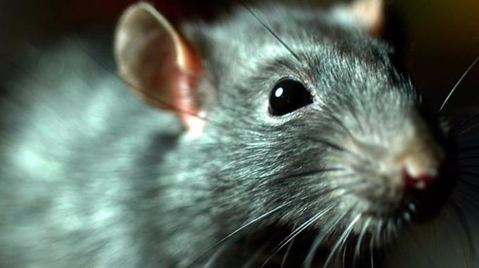 Plaga szczurów w Birmingham – najwięcej wezwań w całym kraju