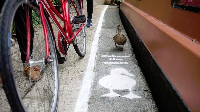 Ścieżki dla kaczek wzdłuż kanałów w Birmingham