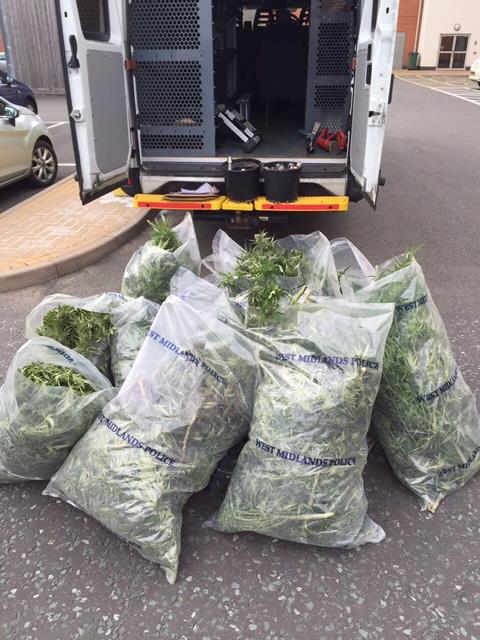 Policja z Tipton zlikwidowała plantację marihuany