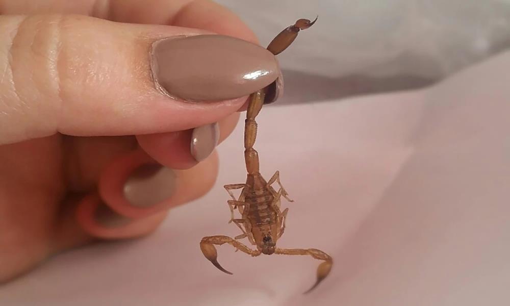 Skorpion znajdujący się w bananach z Tesco ukąsił młodą kobietę