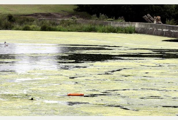 Urzędnicy apelują, by nie używać kół ratunkowych, w Sutton Park, do zabawy
