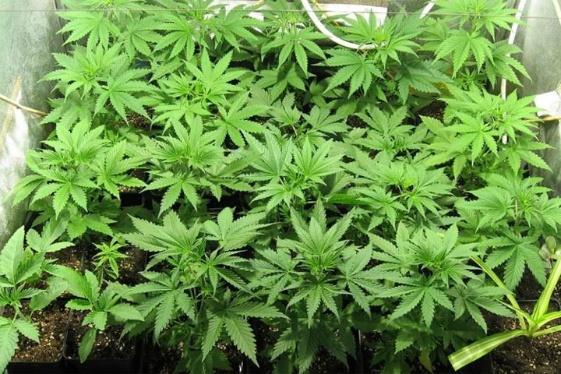 Parlament zajmie się postulatami z petycji dotyczącej legalizacji marihuany w UK