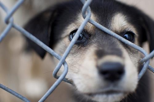 W Birmingham tygodniowo porzucanych jest 25 psów