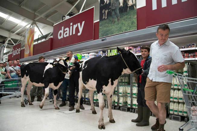 Producenci mleka wprowadzają chaos w Asda – wprowadzając żywe krowy do supermarketu.