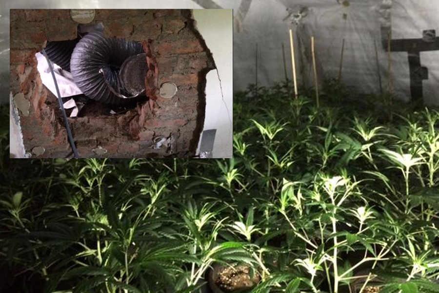 Zamienili cztery domy w plantacje marihuany