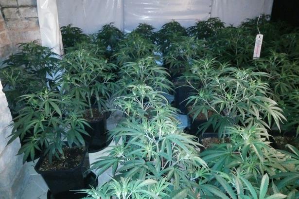 W Sparkhill zlikwidowano plantację marihuany wartą 600 tys. funtów
