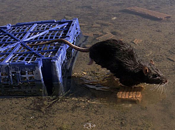 Eksperci ostrzegają, że czeka nas inwazja milionów odpornych na trutki super szczurów