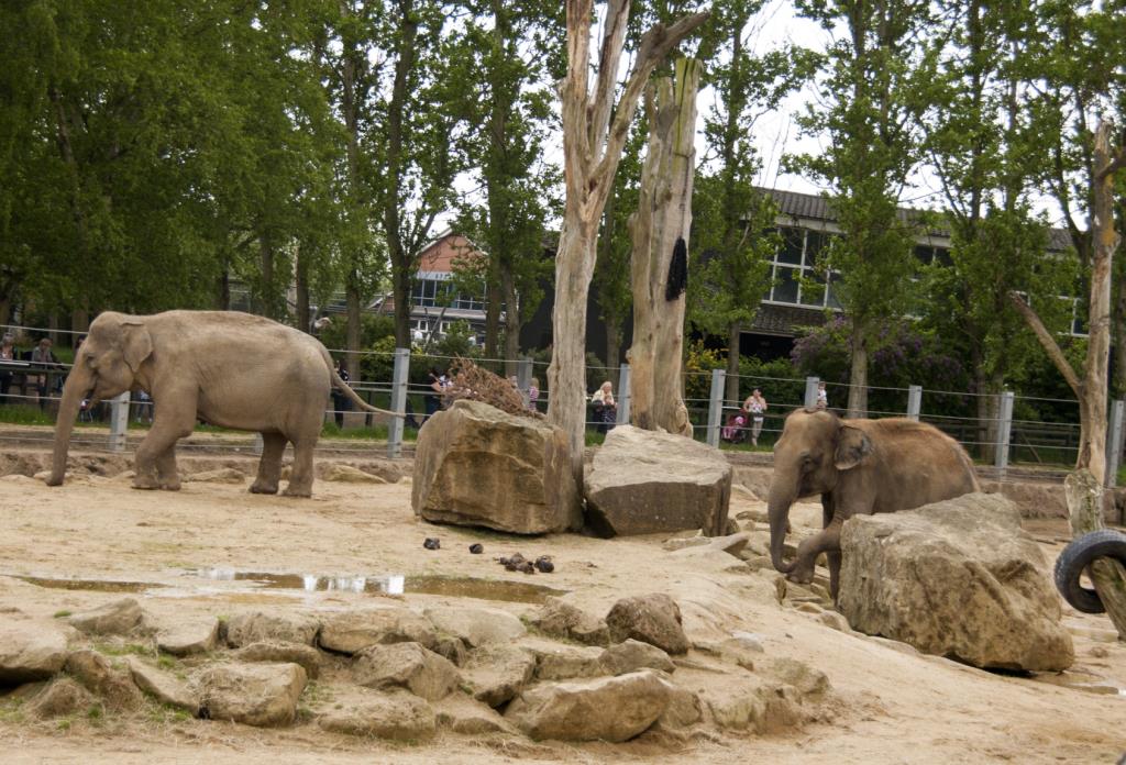 Mamy wchodzą za darmo – specjalna oferta Twycross Zoo z okazji Dnia Matki