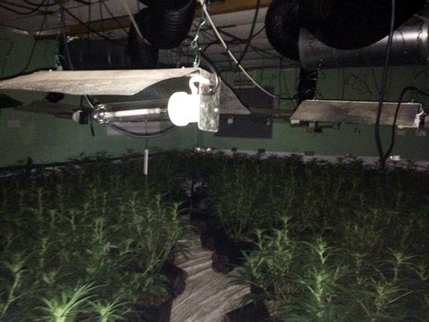 Ogromna plantacja marihuany w starej szkole w Birmingham