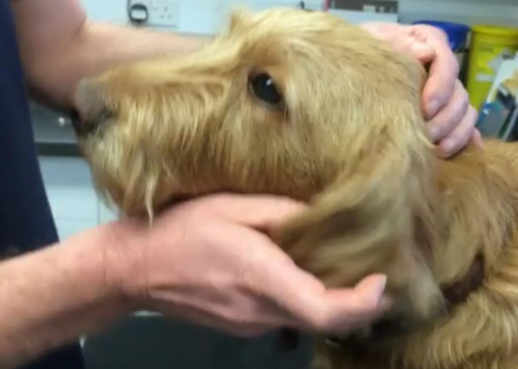 Ostrzeżenie przed groźną chorobą psów przenoszoną przez kleszcze