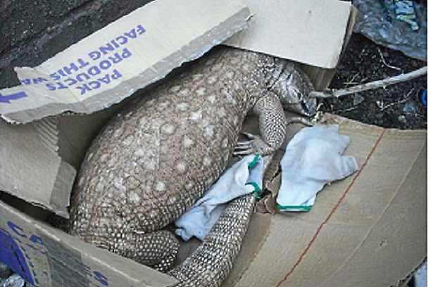 Martwa jaszczurka znaleziona w Small Heath