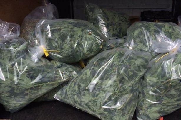 W ciągu 7 dni policja z West Midlands zlikwidowała uprawy marihuany wartej 1,4 mln funtów