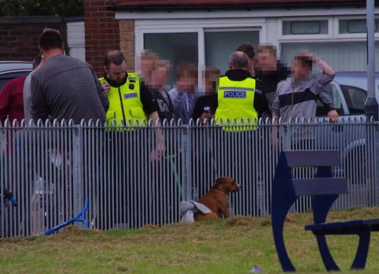 Horror w parku w Northumbrii – pies pogryzł 14 dzieci!