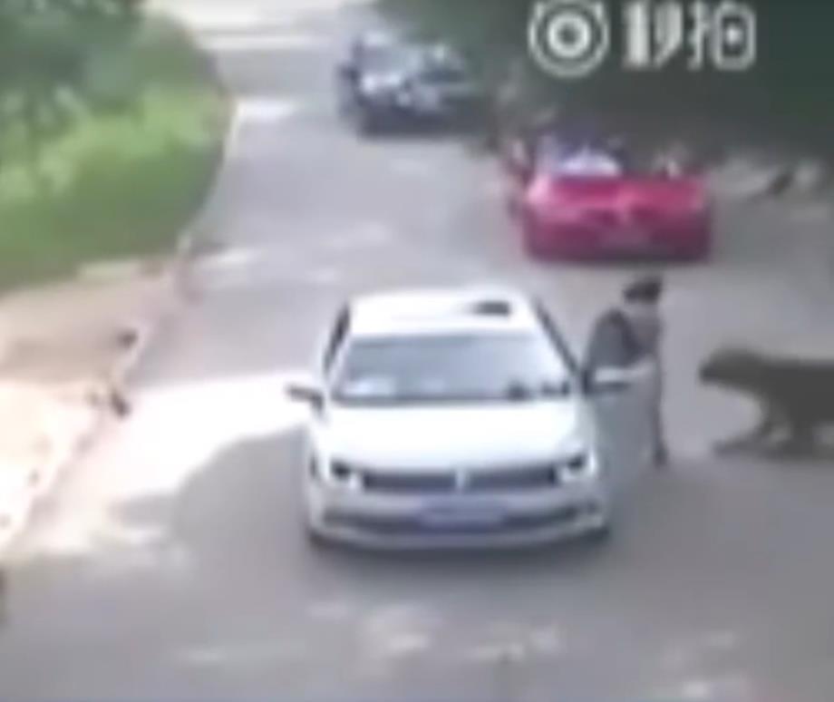 Tygrys zabił kobietę w safari parku