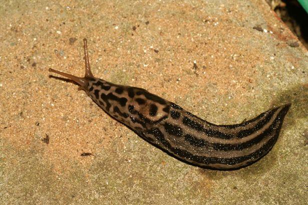 Nagie ślimaki atakują domy i ogrody w regionie – jak się ich pozbyć?