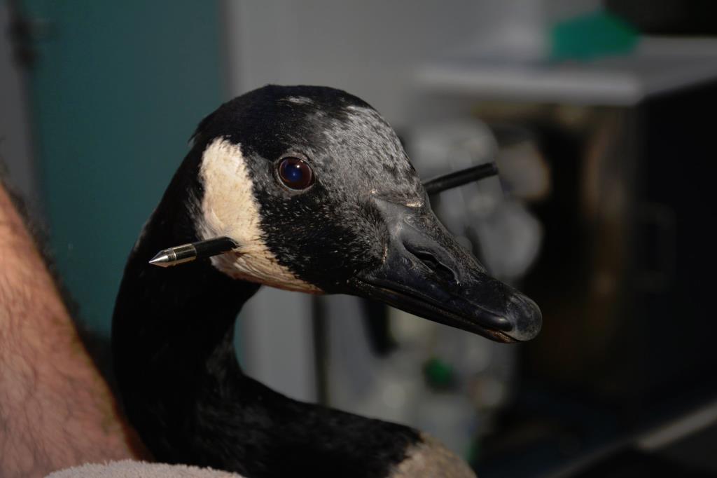 Gęś ze strzałą wbitą w głowę znaleziona w Swanshurst Park