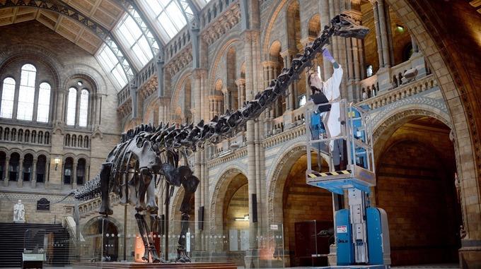 Słynny szkielet dinozaura z londyńskiego muzeum będzie można zobaczyć w Birmingham