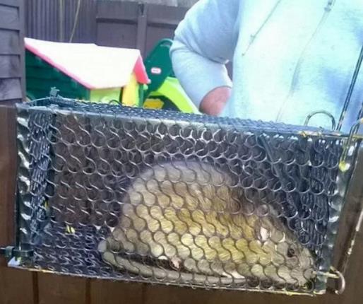 Szczury wielkości kotów pojawiły się w Northfield w hrabstwie Kent