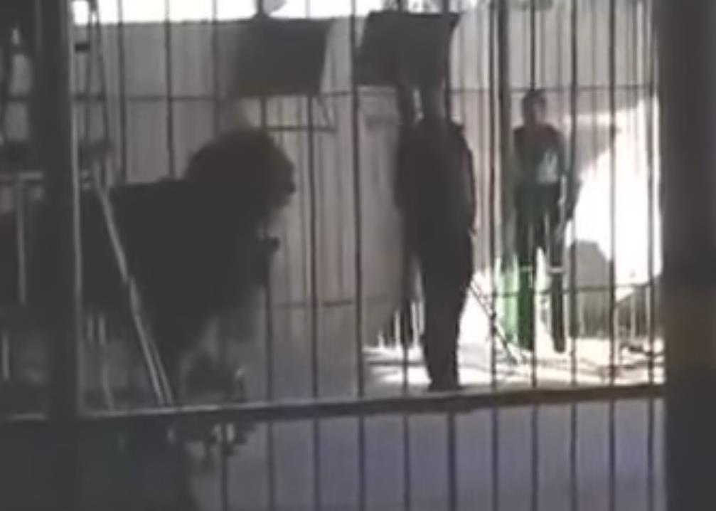 Tragedia w cyrku w Egipcie - lew zabił trenera