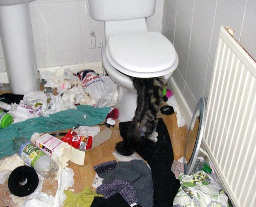 Zwłoki kotów znalezione w zaniedbanym domu w Stourbridge