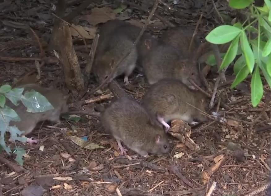 Paryż walczy z inwazją szczurów. Miasto zamyka parki i rozrzuca trutki
