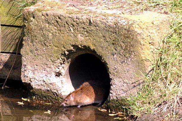 Największy problem ze szczurami w Birmingham mają mieszkańcy kodu pocztowego B31