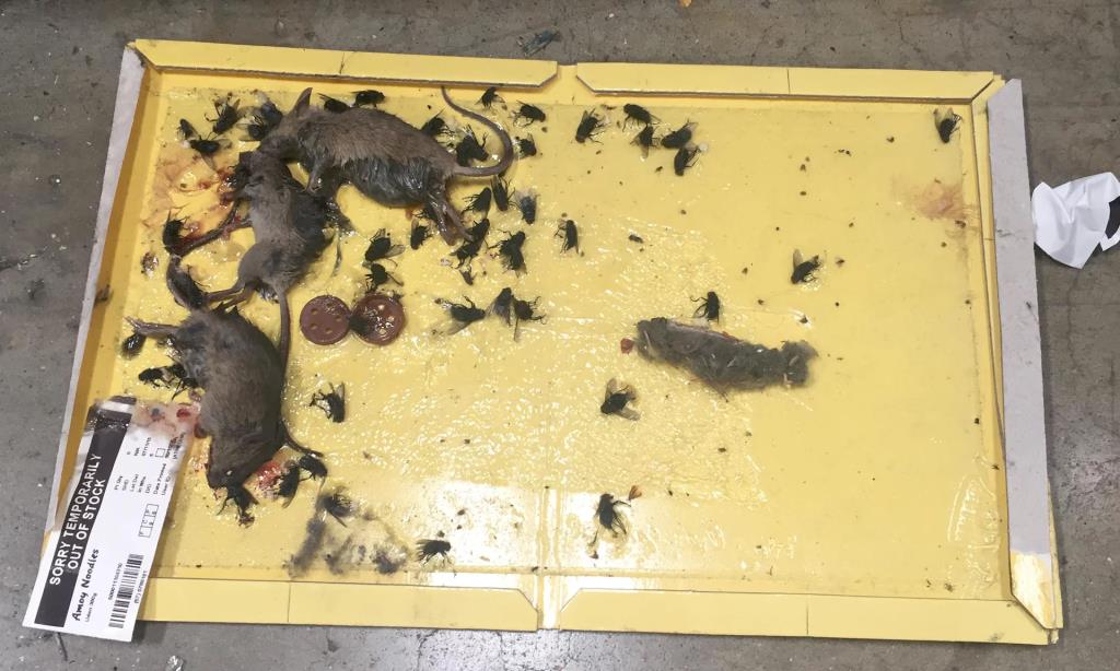 Mysie odchody i martwe gryzonie w magazynie Asdy w Enfield – sieć ukarana ogromną grzywną