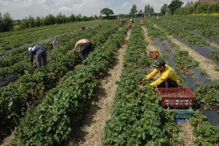 Imigranci nieznający angielskiego są wykorzystywani przez pracodawców i landordów