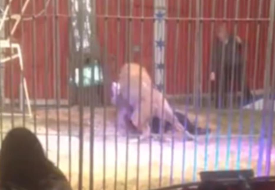 Lew zaatakował swojego trenera we francuskim cyrku