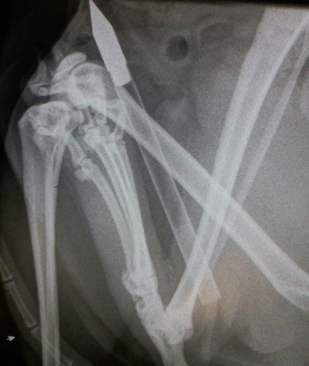 Kot postrzelony z kuszy w Kingswinford – RSPCA prowadzi śledztwo