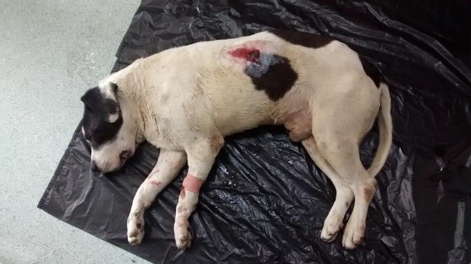 Ranny pies związany w worku na śmieci znaleziony w Birmingham