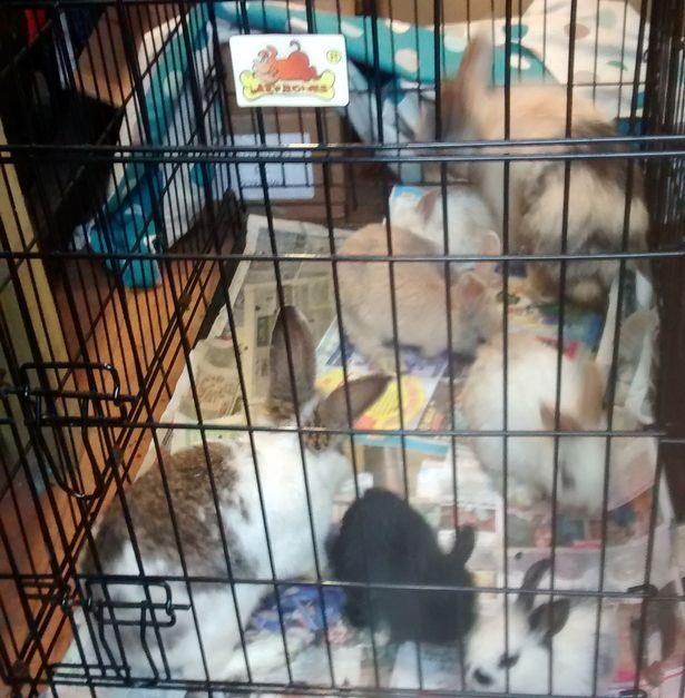 Króliki porzucone na drodze w Sutton Coldfield