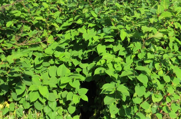 „Japanese Knotweed” wyrósł w ogrodzie – mieszkańcy będą musieli się wyprowadzić