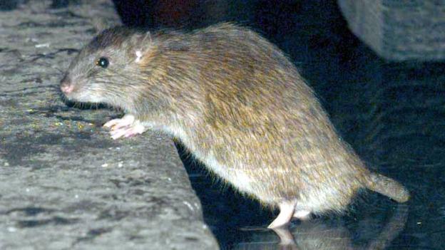 Birmingham zmaga się z coraz większym problem ze szczurami