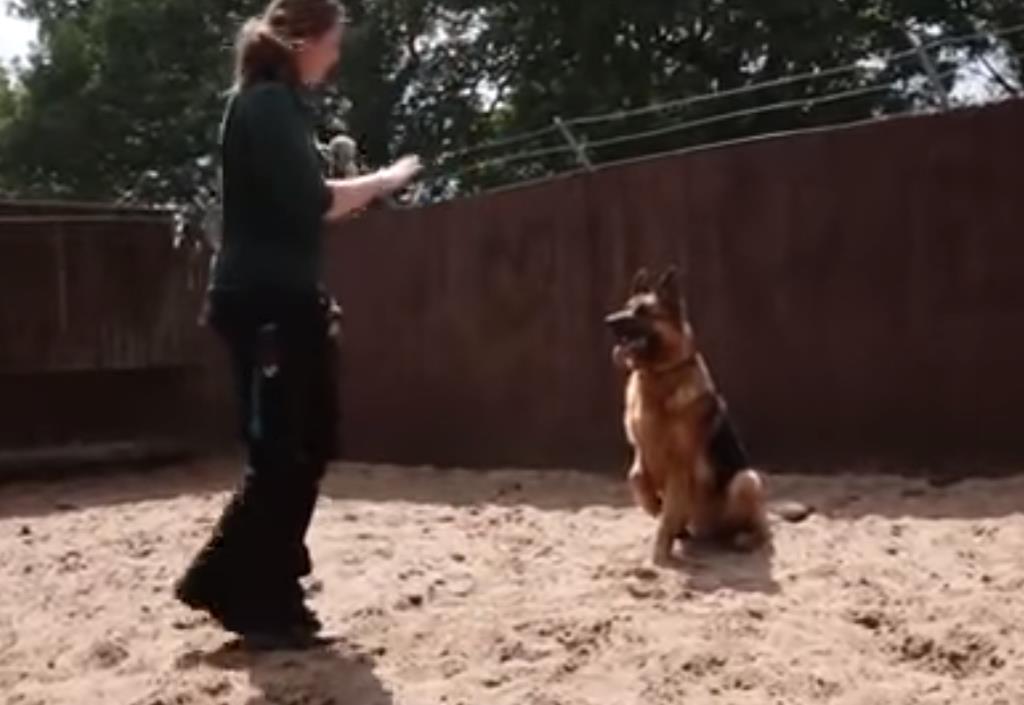 Brytyjskie schronisko szuka domu dla psa, który rozumie komendy tylko po polsku