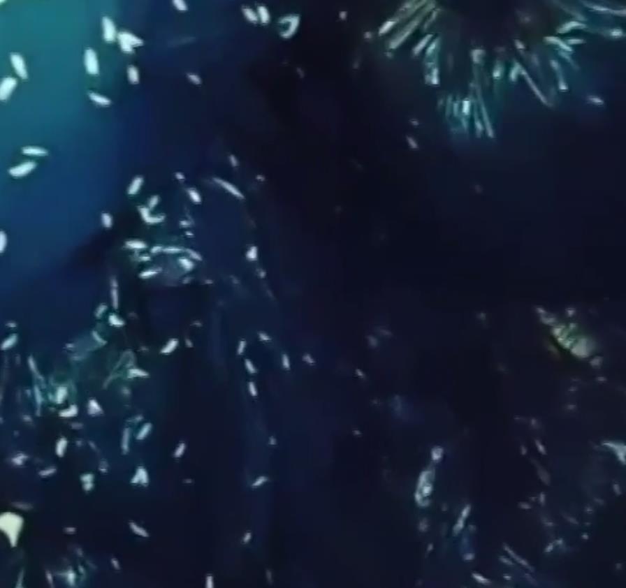 Robaki opanowały gnijące odpady nieodebrane przez strajkujących śmieciarzy z Birmingham