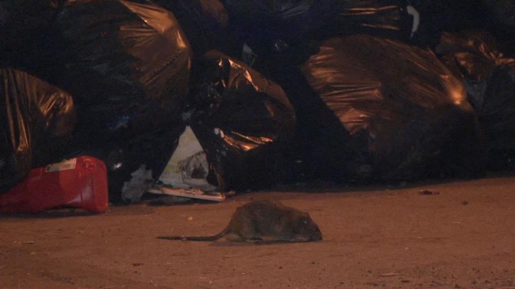 Strajk śmieciarzy przyczynia się do rozwoju populacji szczurów i stanowi zagrożenie dla zdrowia