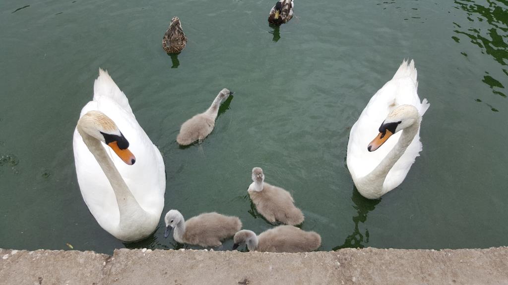 Poturbowany łabędź znaleziony w parku w Erdington - ostrzeżenie dla właścicieli psów