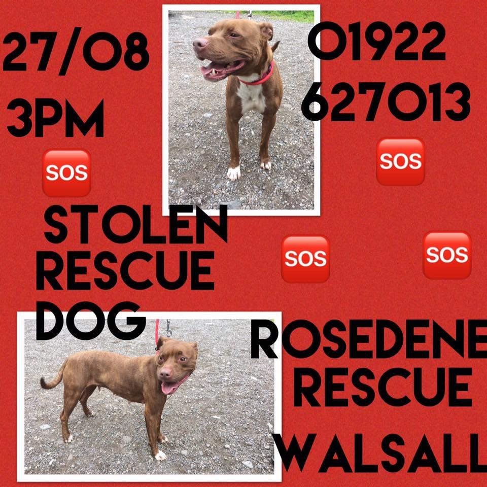 Rosedene Rescue Centre z Walsall prosi o pomoc – Polka porwała psa!