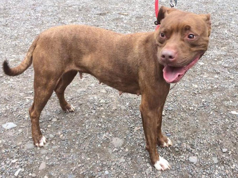 Porwany pies wrócił do ośrodka. Próbowano go sprzedać za £100