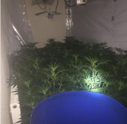 Ponad 160 sadzonek marihuany przejętych przez policję z mieszkania w Jewellery Quater