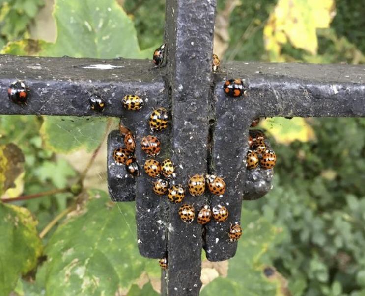 Inwazja biedronek arlekin w UK. Czy rzeczywiście są groźne?