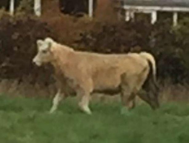 Byk biegający po centrum Solihull spowodował chaos w porannych godzinach szczytu