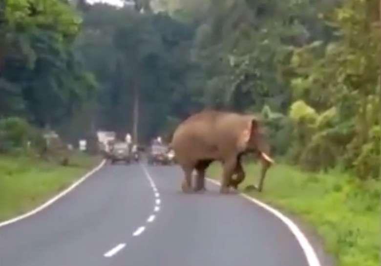 Chciał zrobić zdjęcie słoniowi. Zwierzę go zadeptało na śmierć