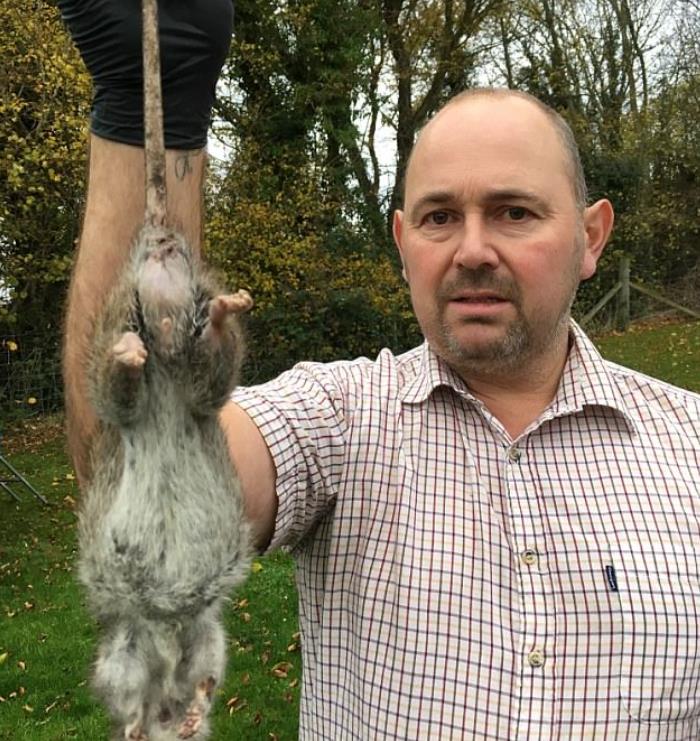 To największy szczur w Wielkiej Brytanii? Pracownik Pest Control schwytał 50-centymetrowy okaz