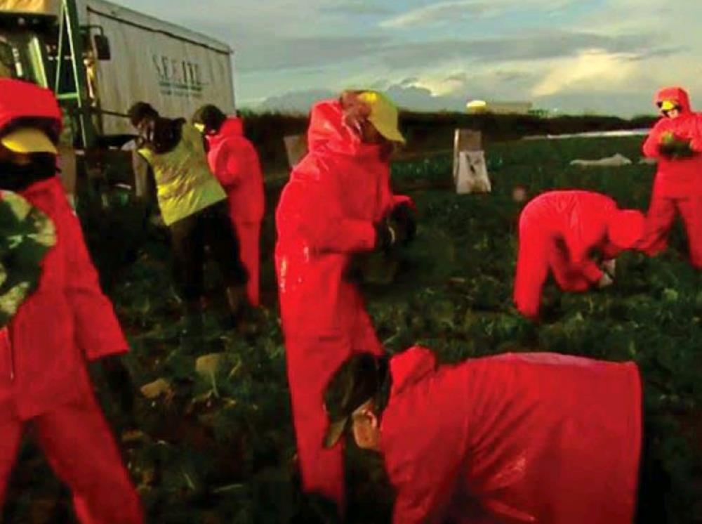 Imigranci z UE dziesięć razy bardziej produktywni niż młodzi Brytyjczycy