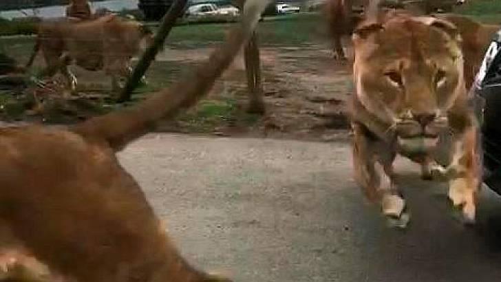 Stado lwów zaatakowało samochód ludzi odwiedzających West Midlands Safari Park